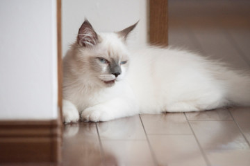 ragdoll pet Cat