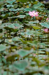 Nature background, flower, photography of beautiful lotus blooming in a pool.
