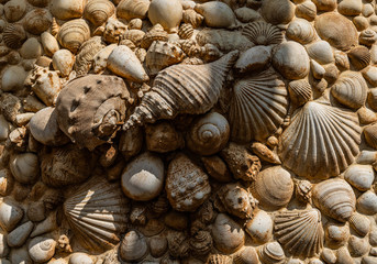 Muscheln und Schnecken Steinmuster