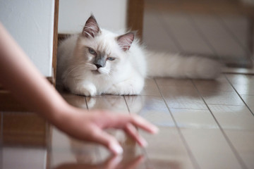 ragdoll pet Cat