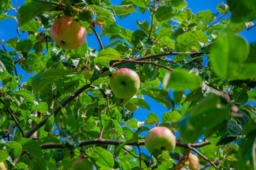 forest apples against blue sky