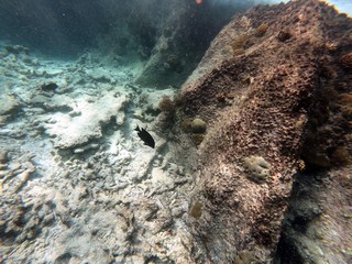 Fish feeding from a rock