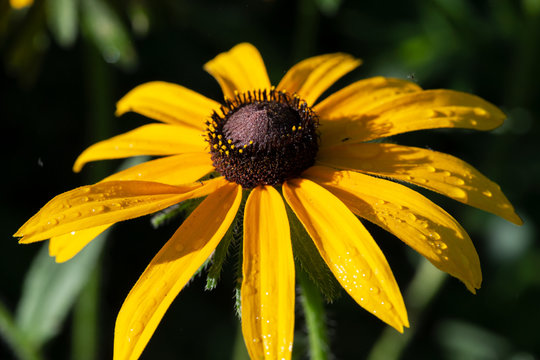 Yellow Coneflower flowering perennial plant from Asteraceae family. Echinacea paradoxa, a North American species in the sunflower family.