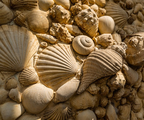 Muscheln und Schnecken Steinmuster