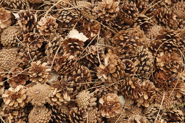 pine cones