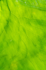 Leaf closeup detail