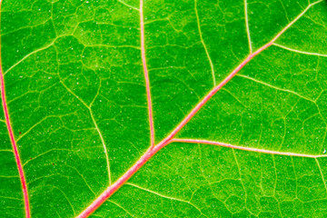 Closeup of Sea Grape leaf showing pink veins