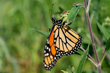 Fototapeta na wymiar Monarch butterfly (Danaus plexippus) collecting nectar from flowers.
