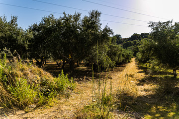 Fototapeta premium olive trees
