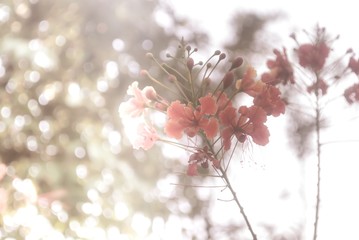 Red flowers begin to bloom at the garden