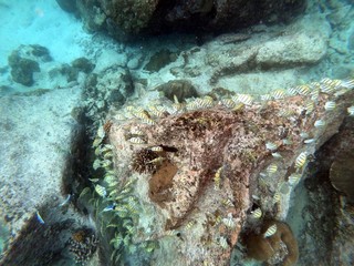 Fish feeding from a rock