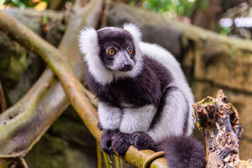 Black-and-white ruffed lemur