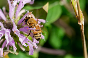 Honeybee (Apis Mallifera) pollinating on blooming flowers in the prairie field of the sanctuary park at a sunny summer day.