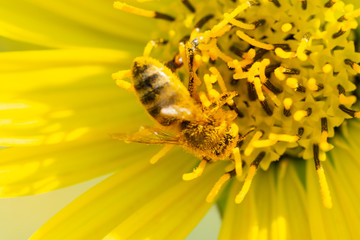 Honeybee pollinating on Yellow False Sunflower in prairie field. Asteraceae Family. Rhizomatous herbaceous perennial. Heliopsis Helianthoides.