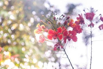 Red flowers begin to bloom at the garden