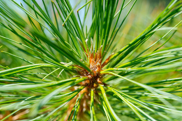 Naklejka na ściany i meble Long twisted and serrated Needles of Red Pine Tree at a sunny summer day. Pinus Resinosa from Pinaceae Family, native to North America. Norway Pine.
