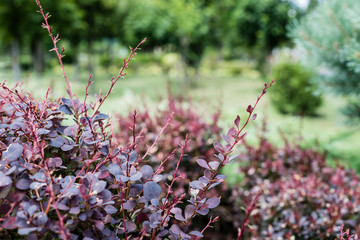 selective focus of bush with red twigs and leaves in summer