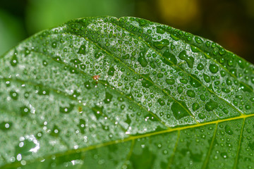 Drops of water on a green leaf, macro, fragment of a leaf of a tree