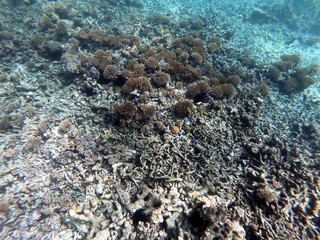 Seychelles reef snorkelling