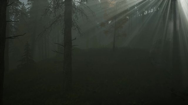 forest in autumn morning mist fog