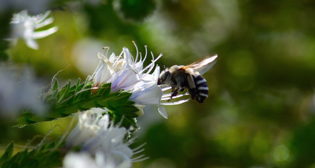 Black and white bee sipping nectar inside small flowers of Tajinaste, Canary Islands 