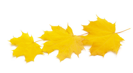 Maple leaves in autumn.