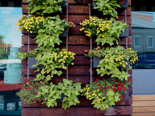 Vertical plants garden hanging on a wooden pallet with a cement wall on the back