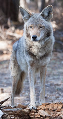 coyote close up standing on log