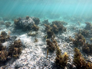 Snorkelling with a black and yellow striped triangular fish
