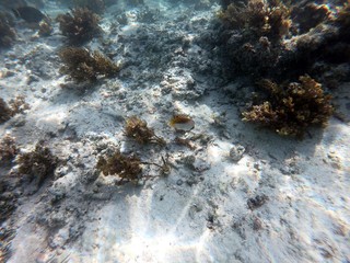 Yellow fish underwater