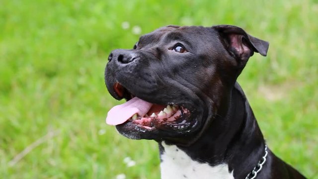 Black american staffordshire terrier in the field. Smiling amstaff looking at the camera. Young pit bull white and black color sitting on a grassy lawn. Pit bull, black head pit bull is friendly 