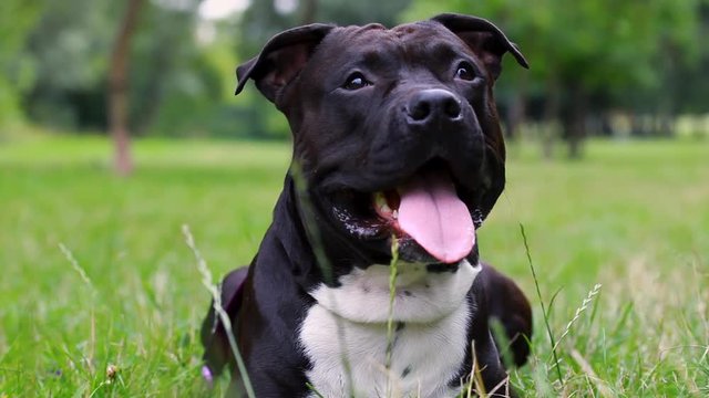 Black american staffordshire terrier in the field. Smiling amstaff looking at the camera. Young pit bull white and black color sitting on a grassy lawn. Pit bull, black head pit bull is friendly 