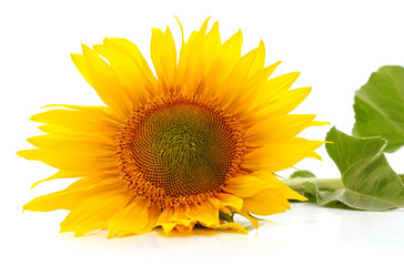 Obraz premium One yellow sunflower.