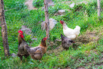 Rooster and Chickens. Free Range Cock and Hens