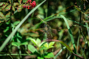 Spider Argiope bruennichi sitting on its web closeup
