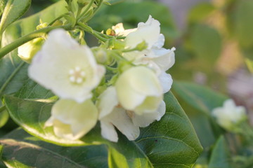 BLOOMING FLOWERS