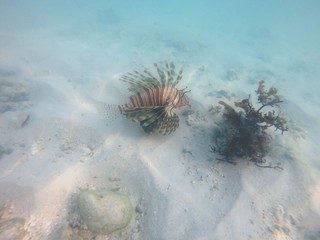 Close-up of a lionfish