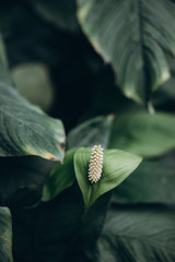 Spathiphyllum - a beautiful indoor flower