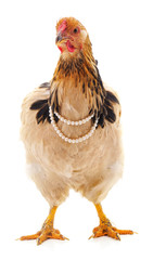 Chicken in a necklace.
