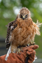 Red Shouldered Hawk 