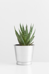 Cactus in a pot on a white table.