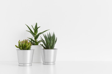 Various types of cactus and a succulent plant in a pots on a white table with blank copy space.