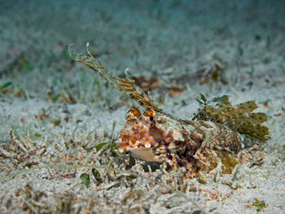 Underwater close-up photography of a fingered dragonet (Pulau Bangka, North Sulawesi/Indonesia)