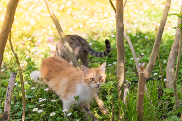 Two cats in the garden at sunny day. Adorable red cat with yellow eyes in the grass