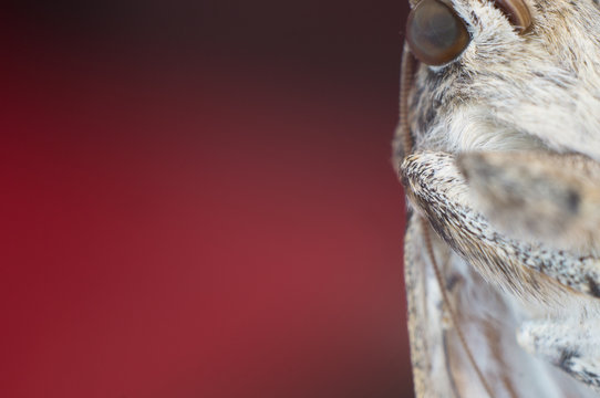 Butterfly moth close-up on a colored pink red blurred copy space background. Macro photo Catocala sponsa