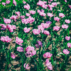 Colorful tulip field, flower tulip in spring background, selective focus, closeup. Beautiful violet peonies flowers blossom in spring background, toning