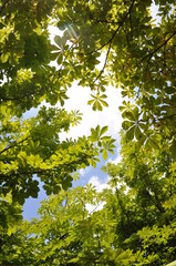 Zweige und Blätter der Rosskastanie im Frühling