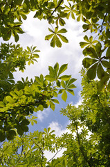 Zweige und Bl&auml;tter der Rosskastanie im Fr&uuml;hling