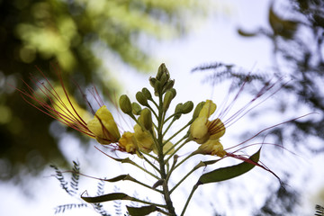 Flowers in the garden