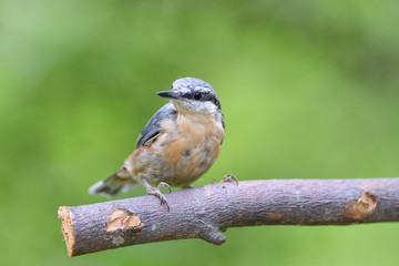 Eurasian  nuthatch sitting on a branch in the forest